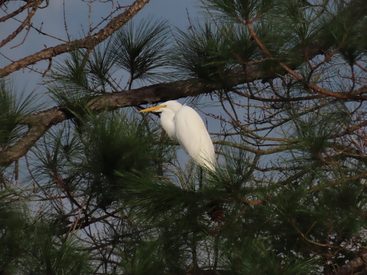 Great Egret - Jim and Brenda Carpenter