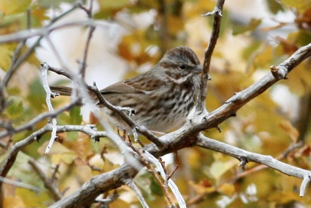 Song Sparrow - ML520109191