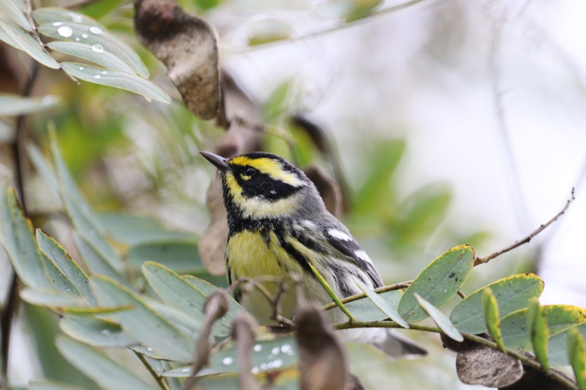 Black-throated Gray x Townsend's Warbler (hybrid) - ML520109481