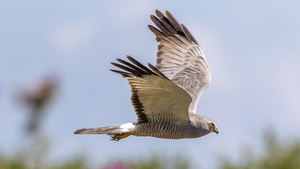 Cinereous Harrier - ML520109491