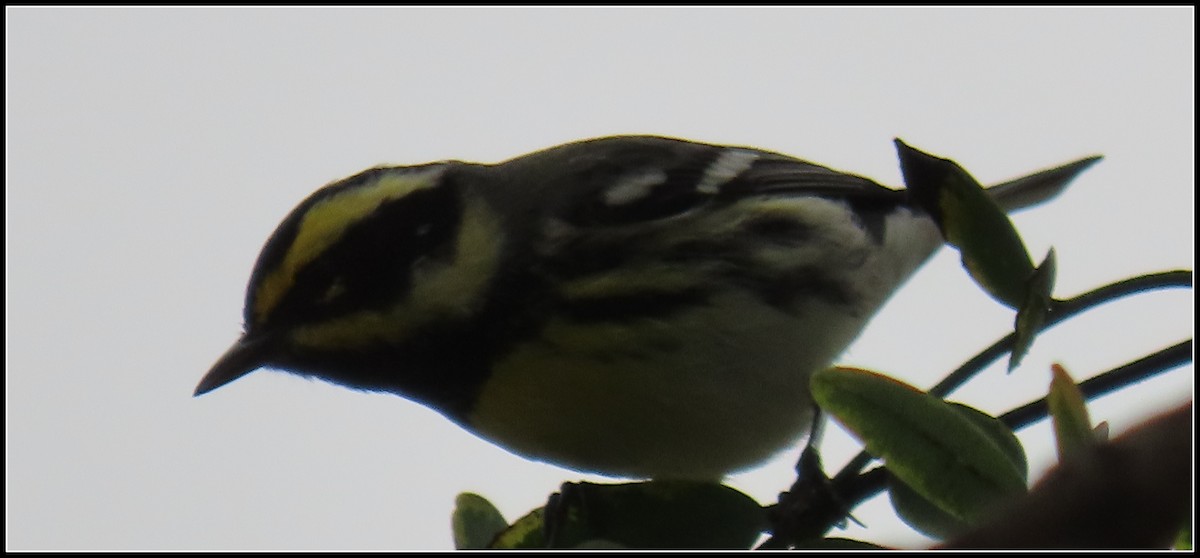 Black-throated Gray x Townsend's Warbler (hybrid) - ML520109891