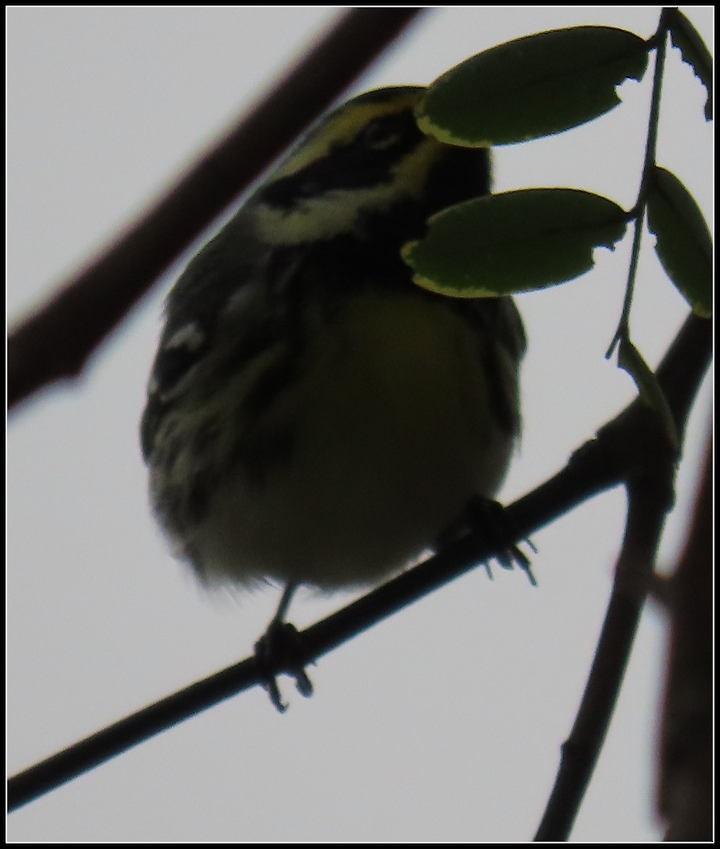 Black-throated Gray x Townsend's Warbler (hybrid) - ML520109901
