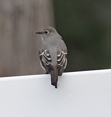 Townsend's Solitaire - ML520111671