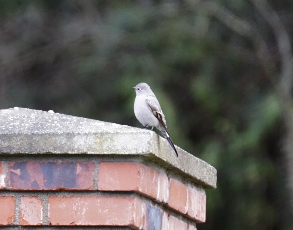 Townsend's Solitaire - ML520111681