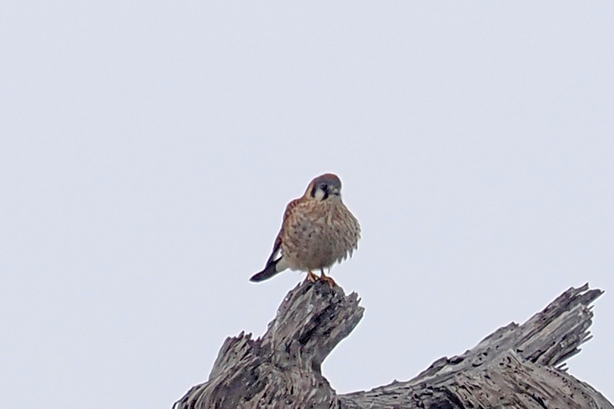 American Kestrel - Donna Pomeroy