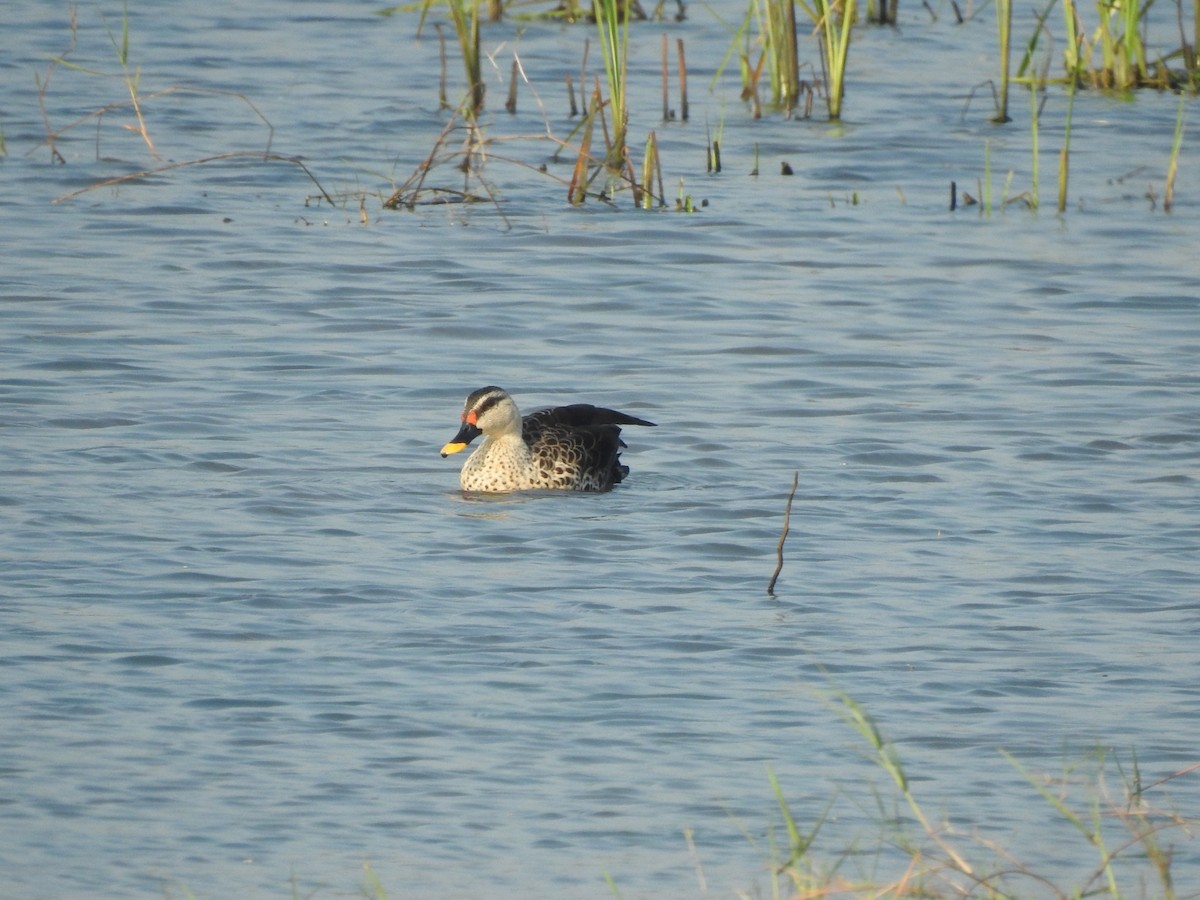 Indian Spot-billed Duck - ML520112391