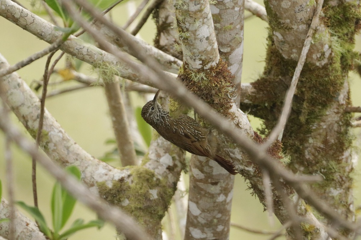 Montane Woodcreeper - ML520112401