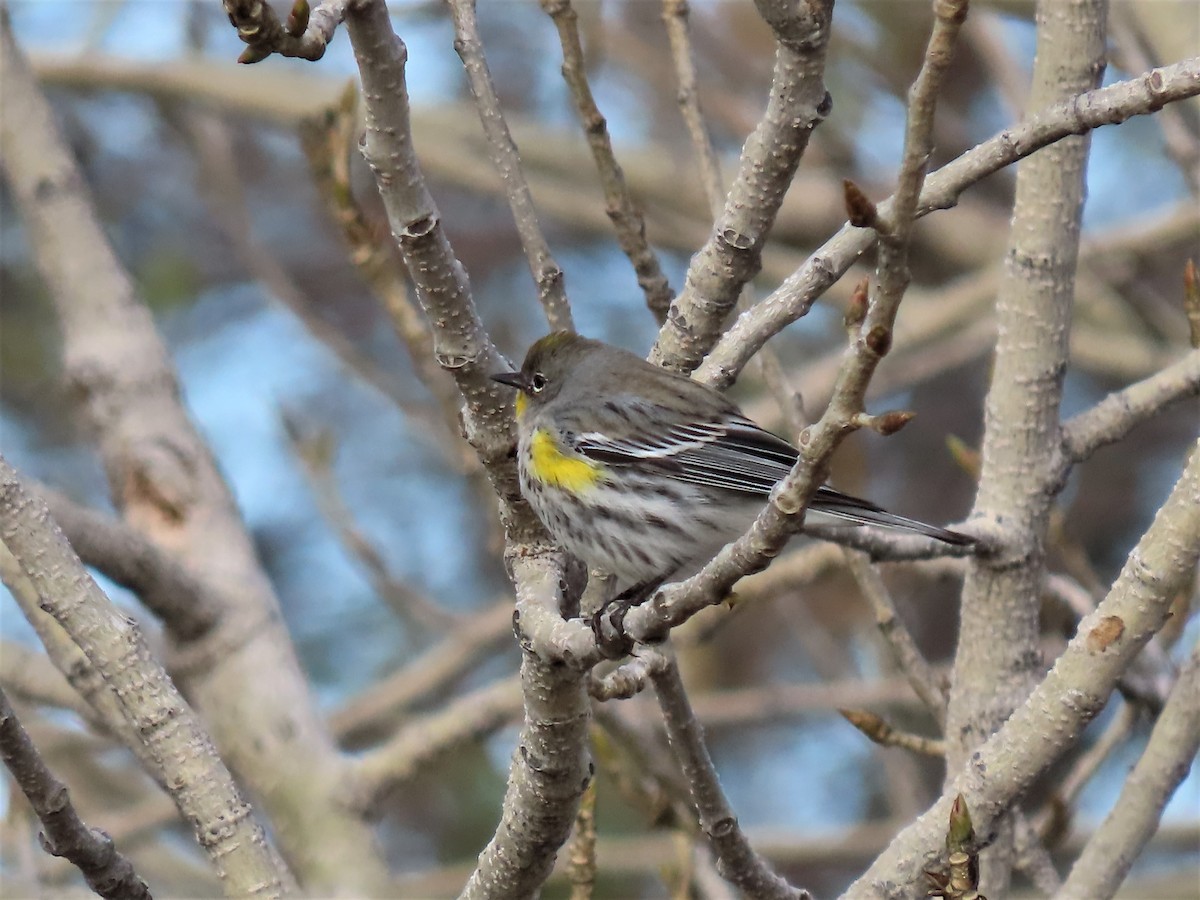 Yellow-rumped Warbler (Audubon's) - ML520112431