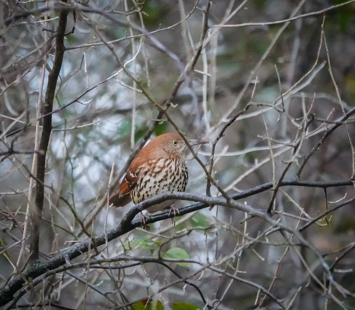 Brown Thrasher - Dave Hart