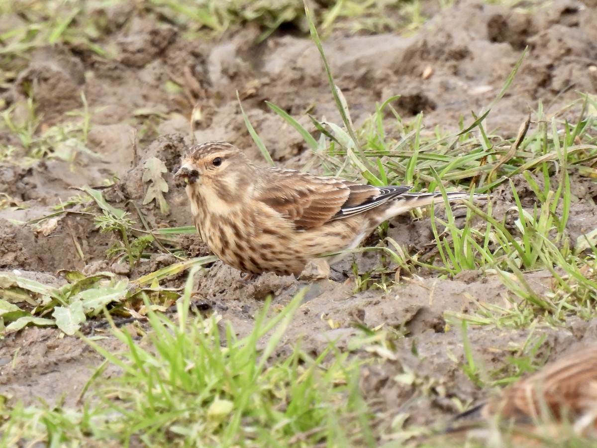 Eurasian Linnet - ML520112521