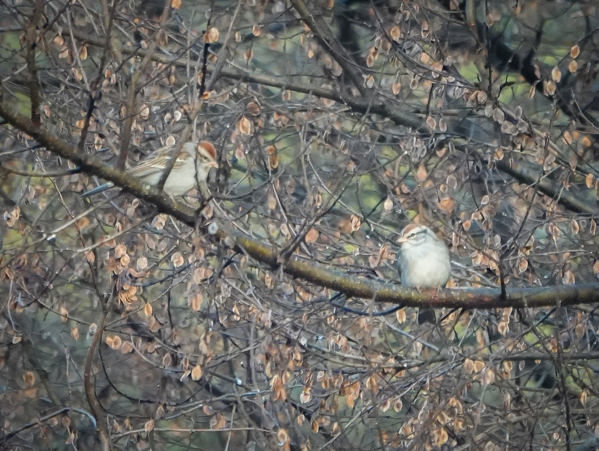 Chipping Sparrow - Dave Hart