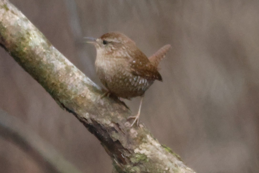 Winter Wren - ML520115431