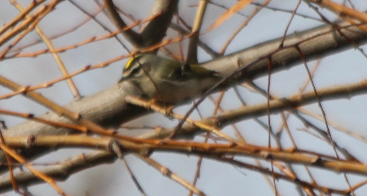 Golden-crowned Kinglet - David Brotherton, cc