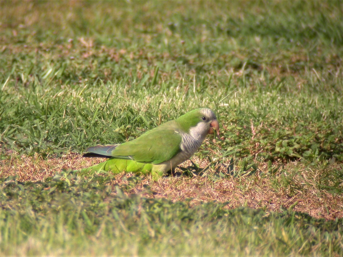 Monk Parakeet - ML520117461