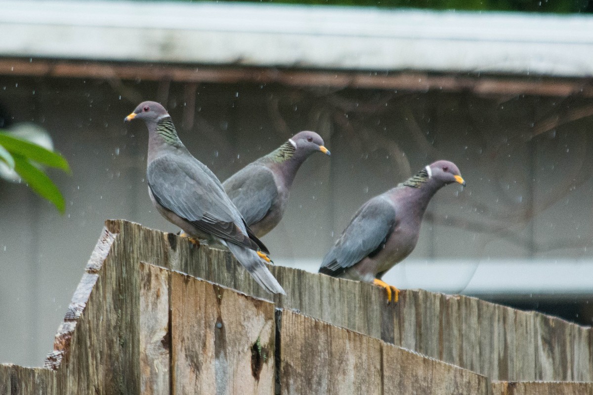 Band-tailed Pigeon - Joshua Little