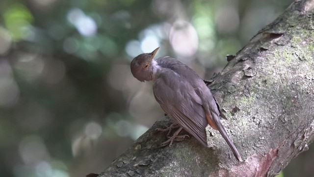 Rufous-bellied Thrush - ML520122191