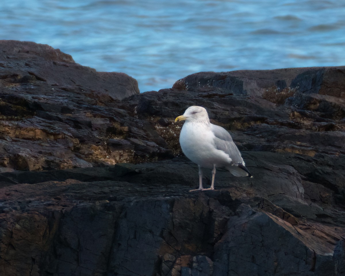 Herring Gull - ML520122551