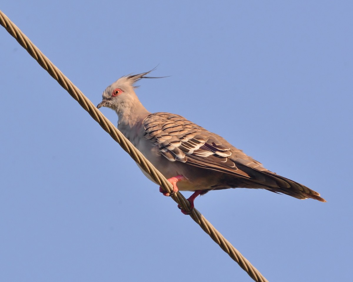 Crested Pigeon - ML520123281