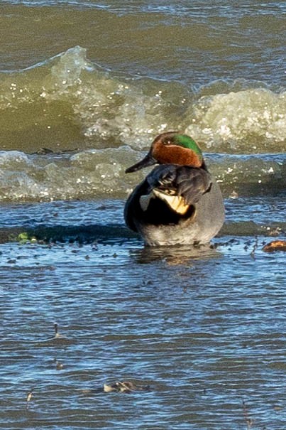 Green-winged Teal - ML520123531