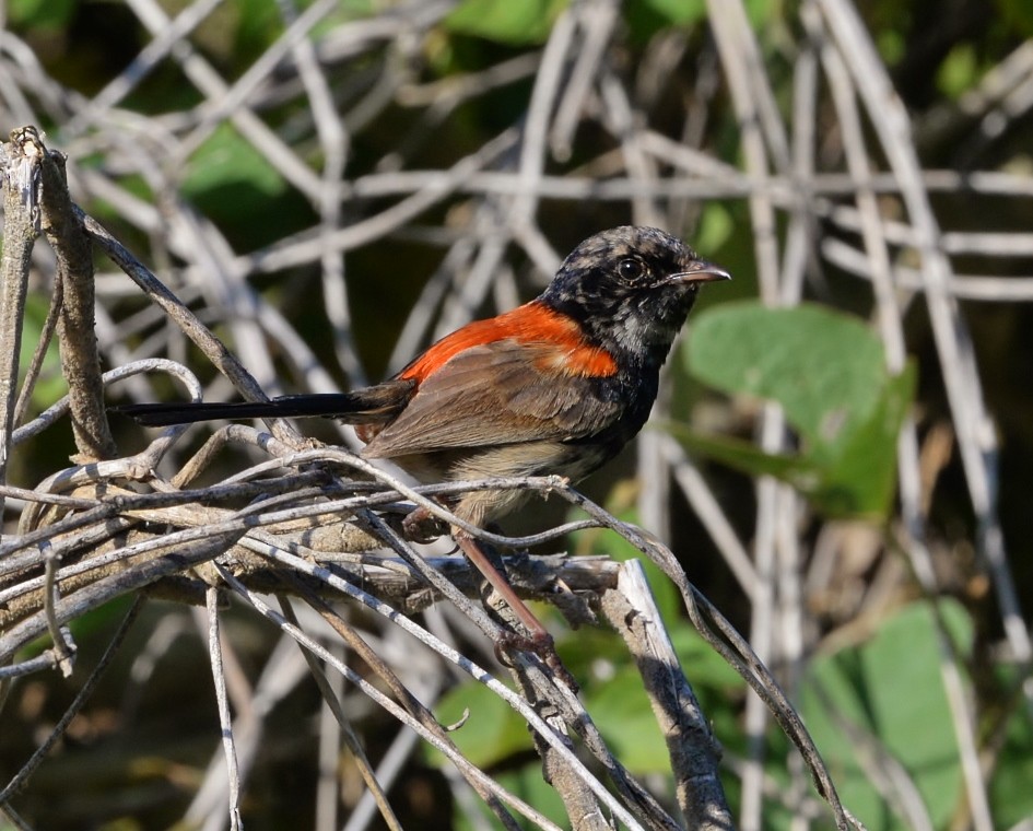 Red-backed Fairywren - ML520123591