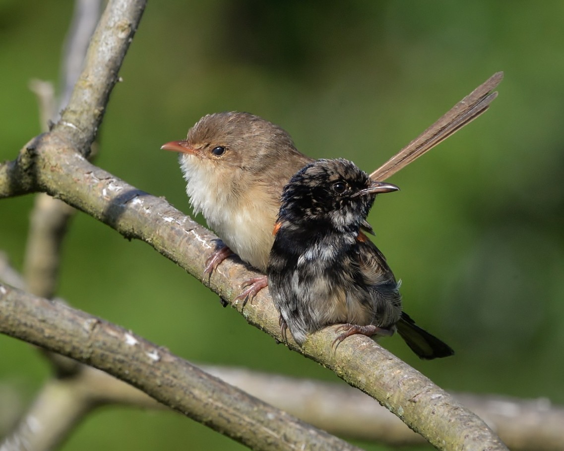 Red-backed Fairywren - ML520123601