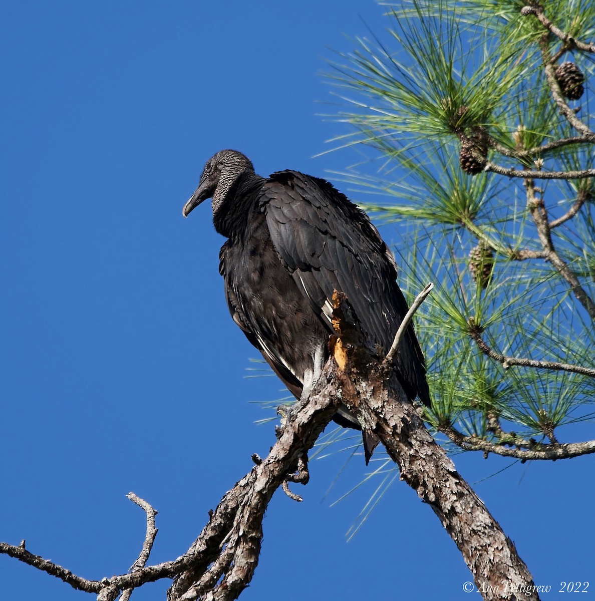 Black Vulture - ANN PETTIGREW