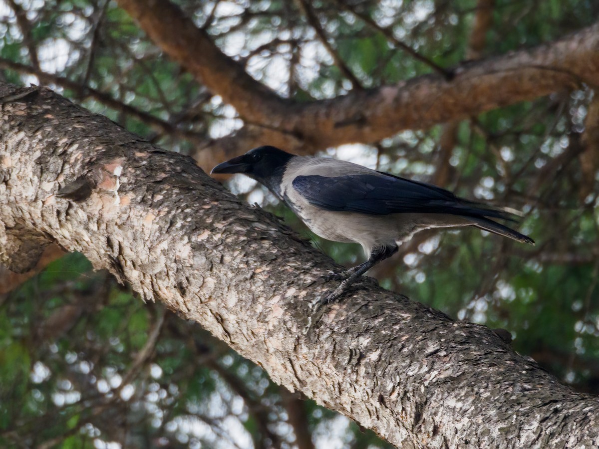 Hooded Crow - ML520126861