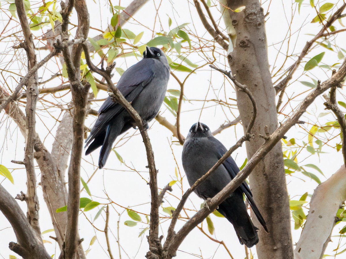 Eurasian Jackdaw - ML520127831