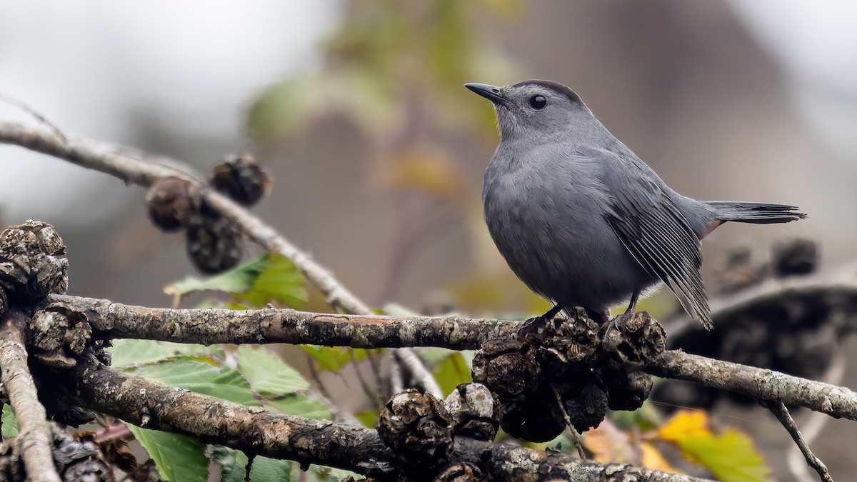 Gray Catbird - Connor Cochrane