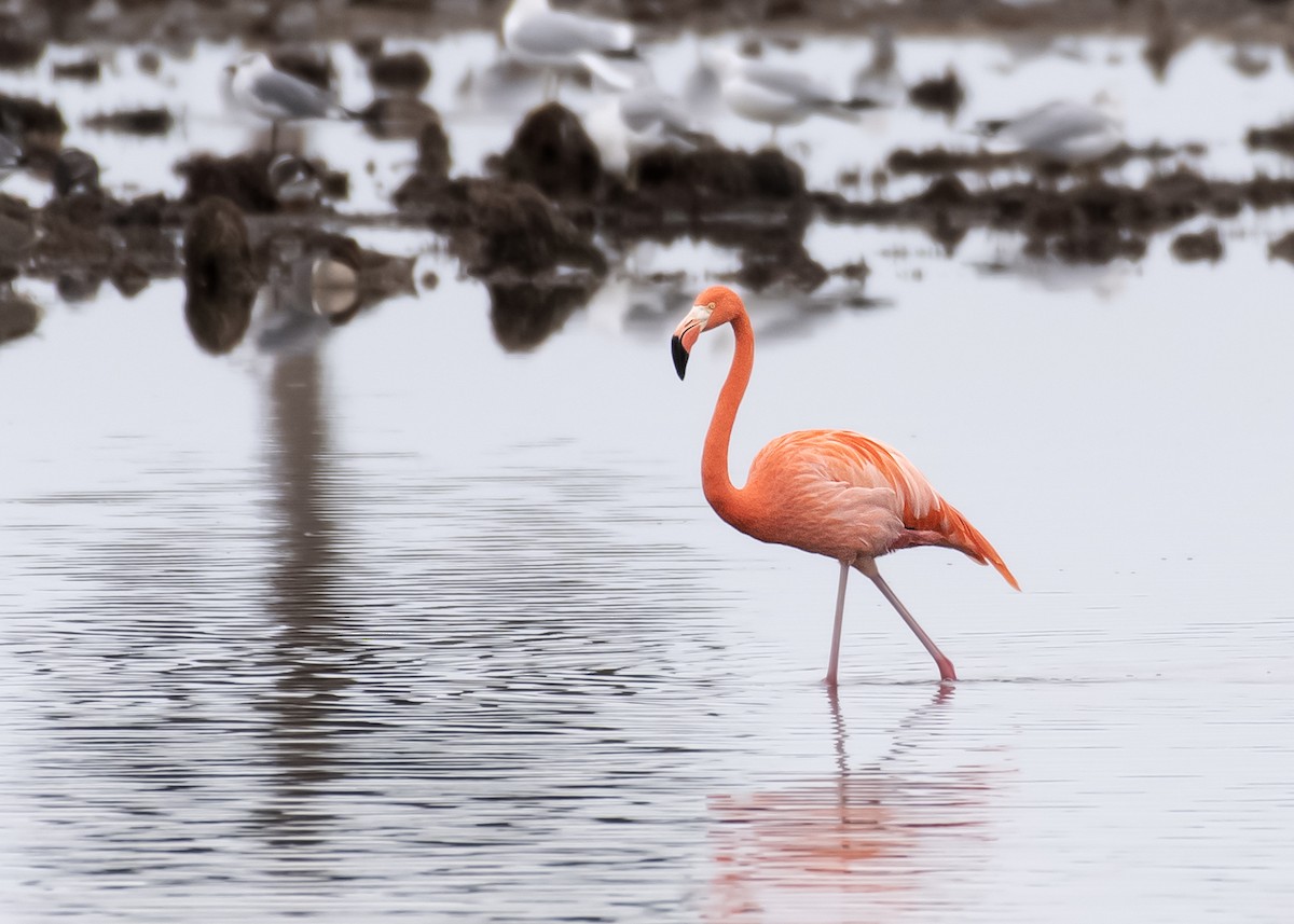American Flamingo - Anonymous