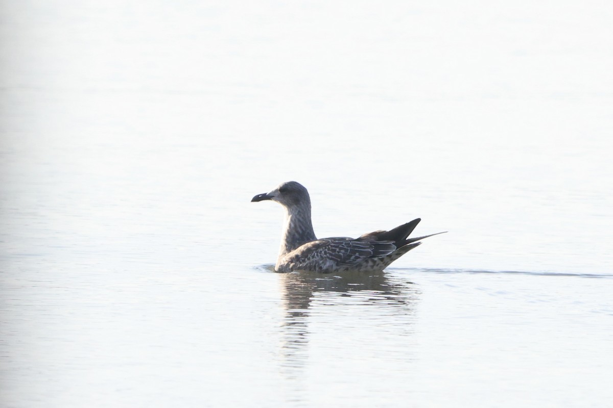 Lesser Black-backed Gull - ML520128951