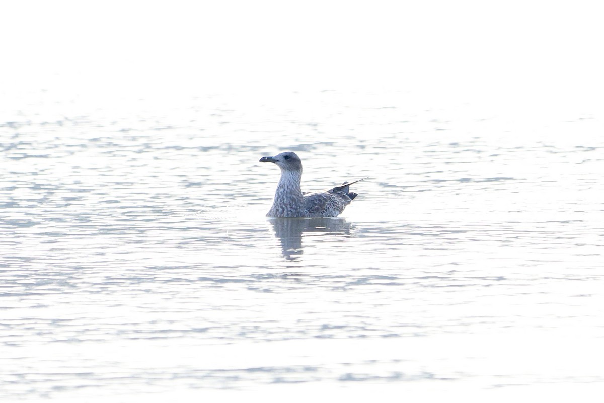 Lesser Black-backed Gull - ML520128961