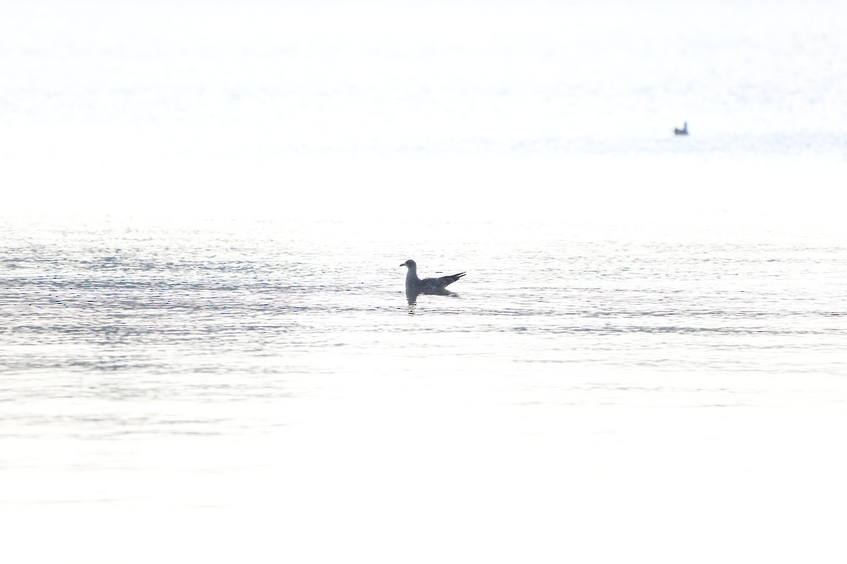 Lesser Black-backed Gull - ML520128971