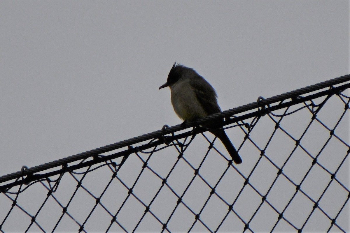 Greater Pewee - ML520129671