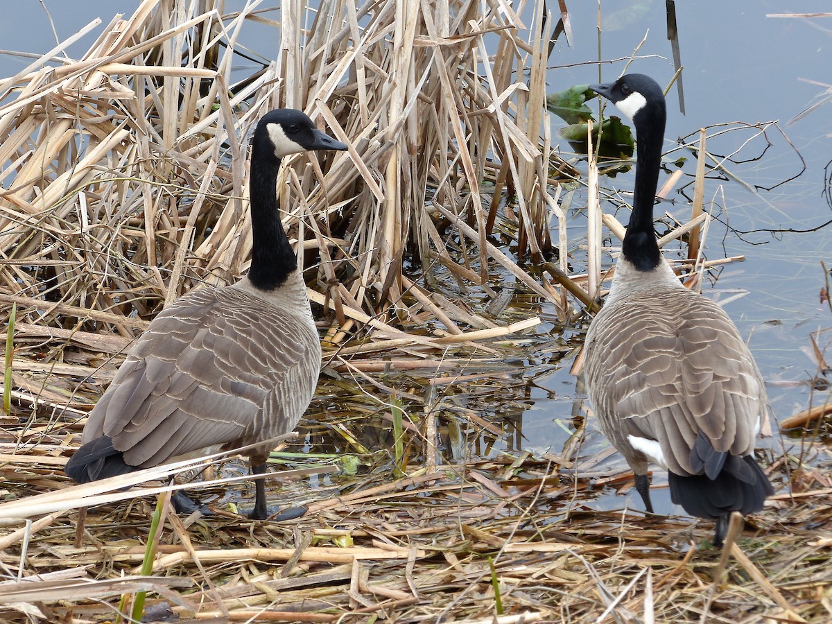 Canada Goose - ML52013021