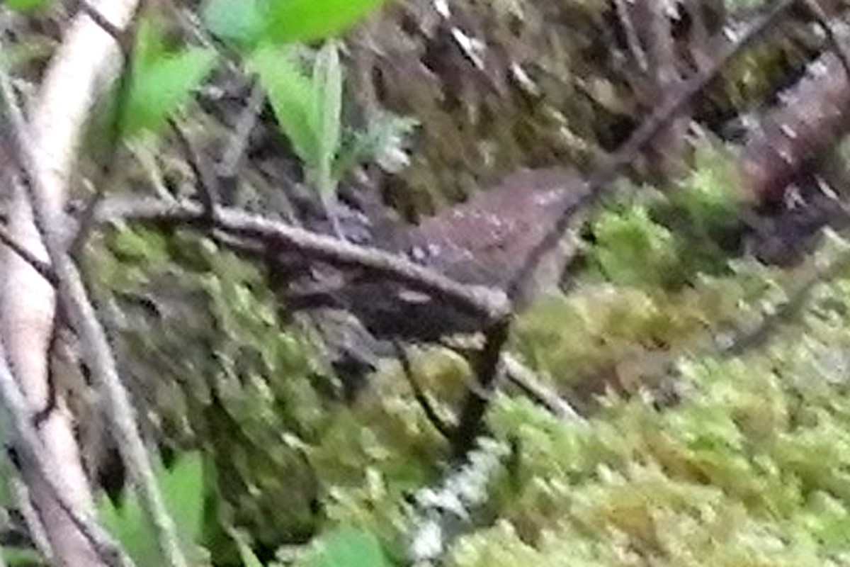 Pacific Wren - Georgia Gerrior