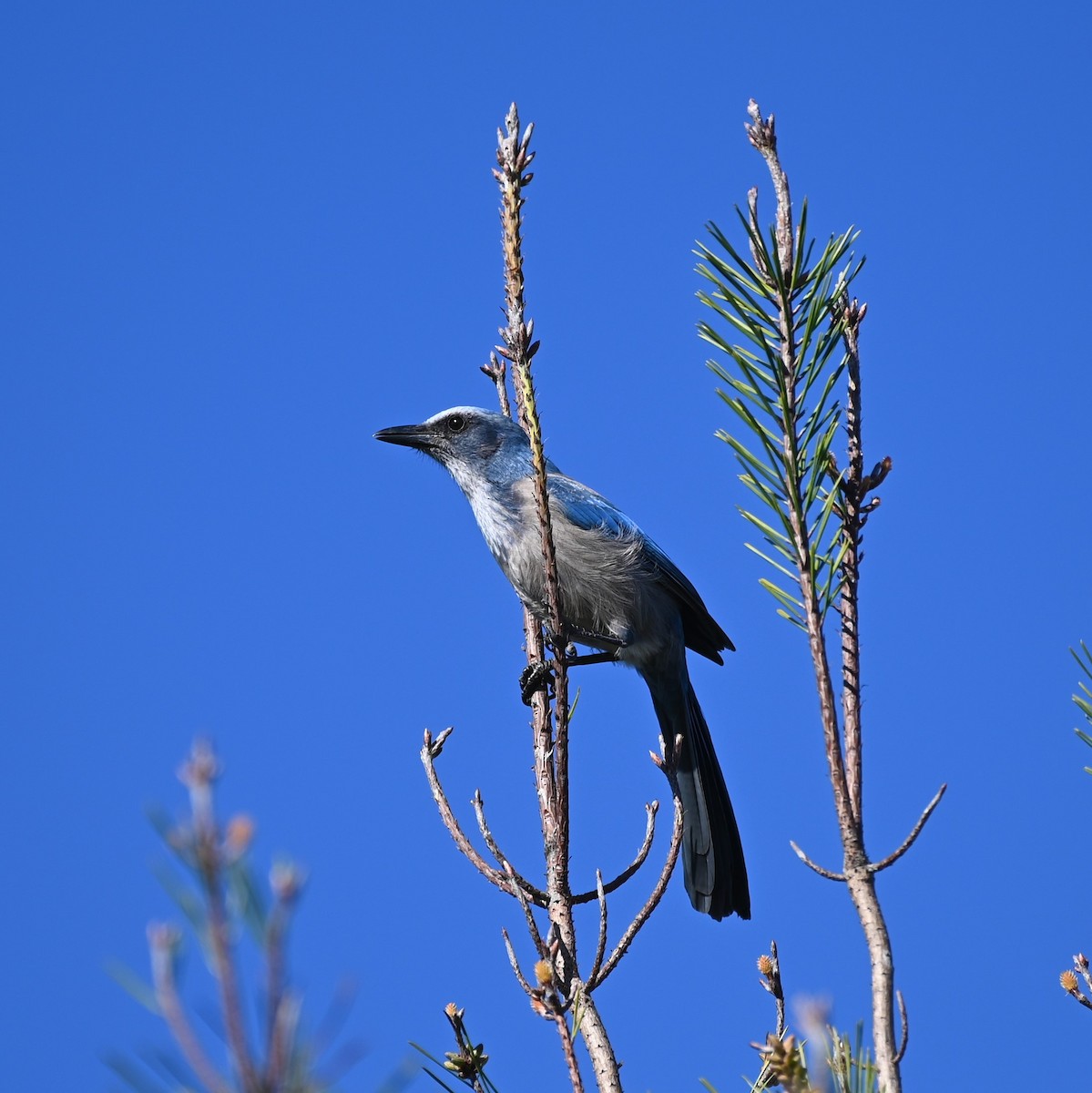 Florida Scrub-Jay - ML520130981