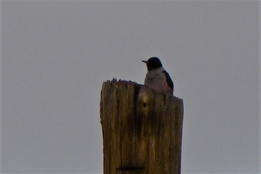 Lewis's Woodpecker - ML520131571