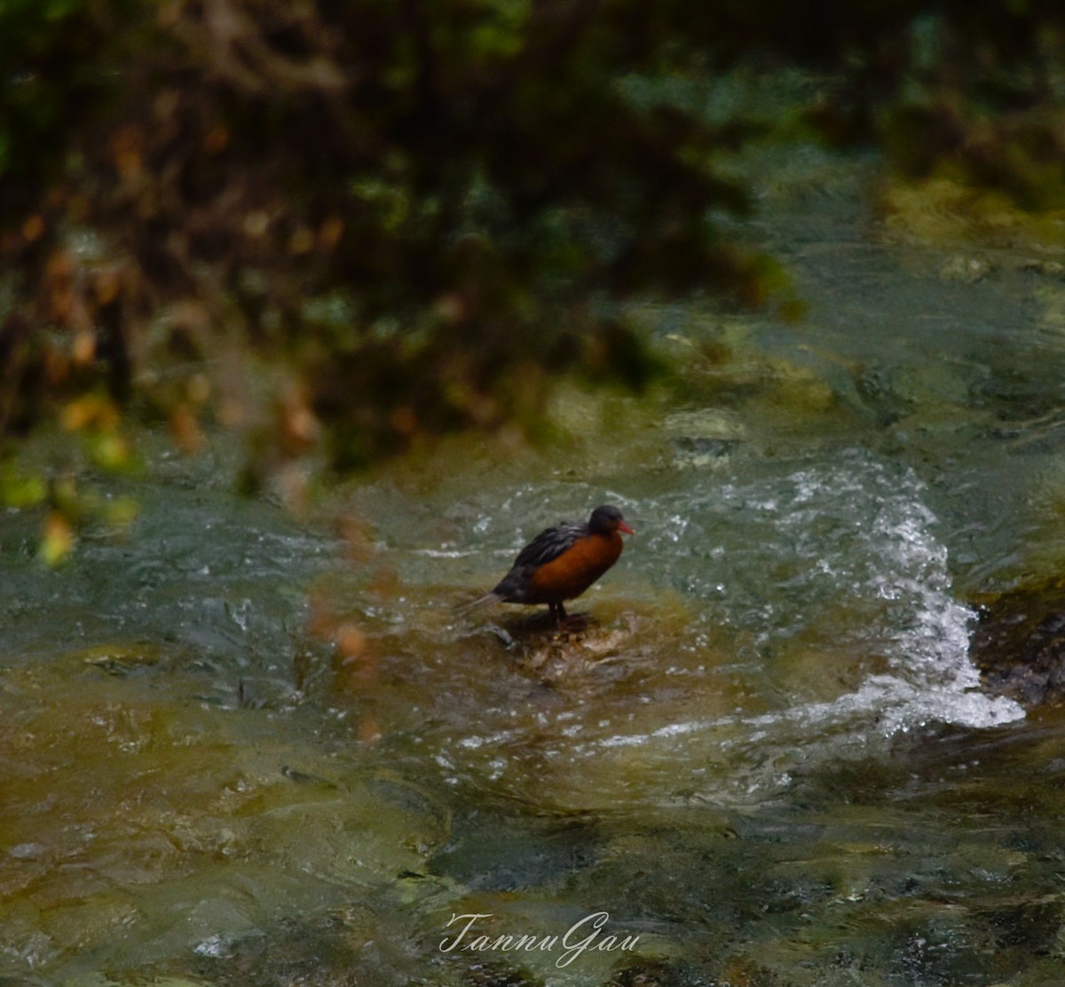 Torrent Duck - Tania Gauna