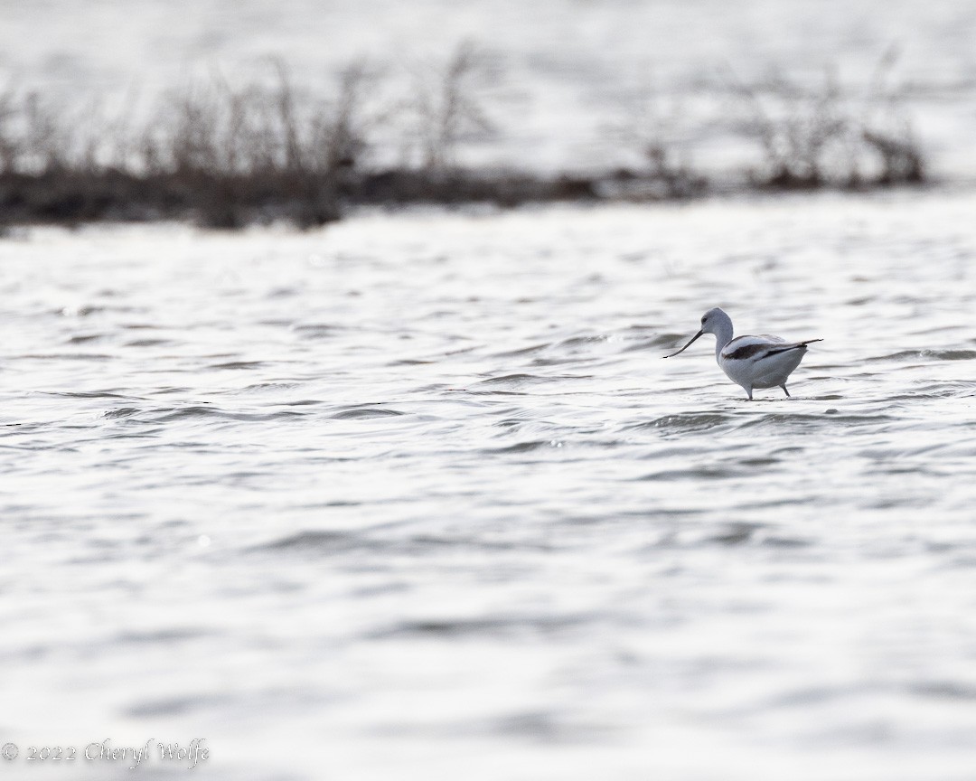 American Avocet - Cheryl White