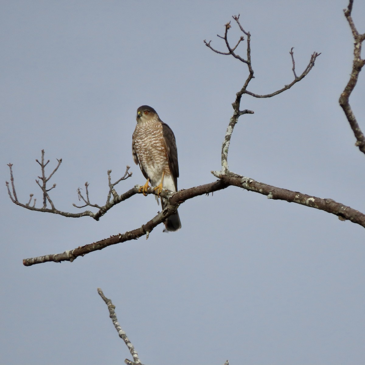 Sharp-shinned Hawk - ML520133071