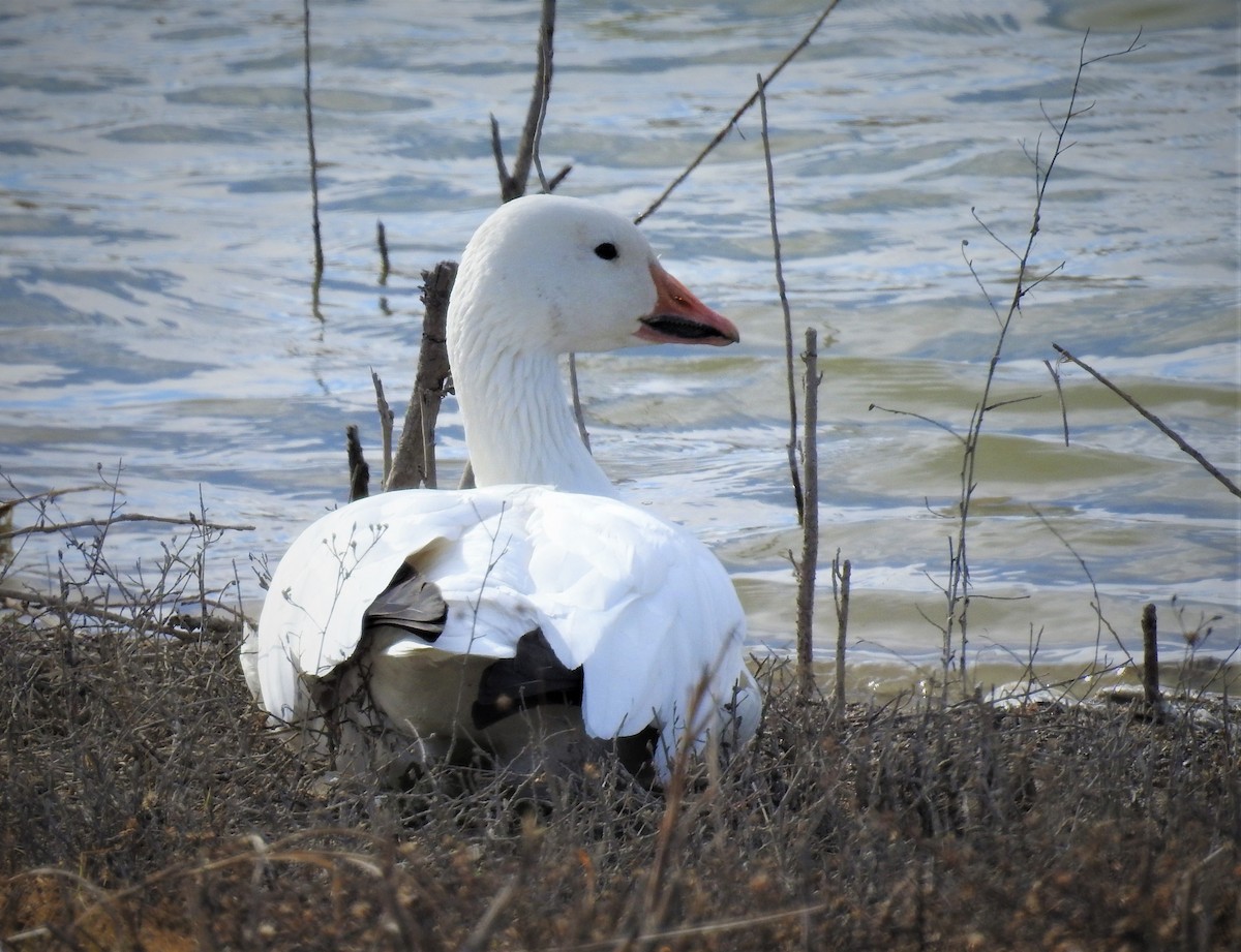 Snow Goose - ML520133701