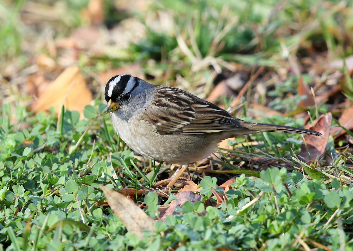 White-crowned Sparrow (pugetensis) - ML520133831