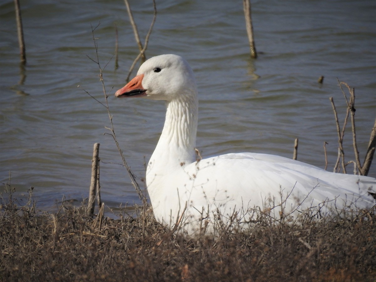 Snow Goose - ML520133961