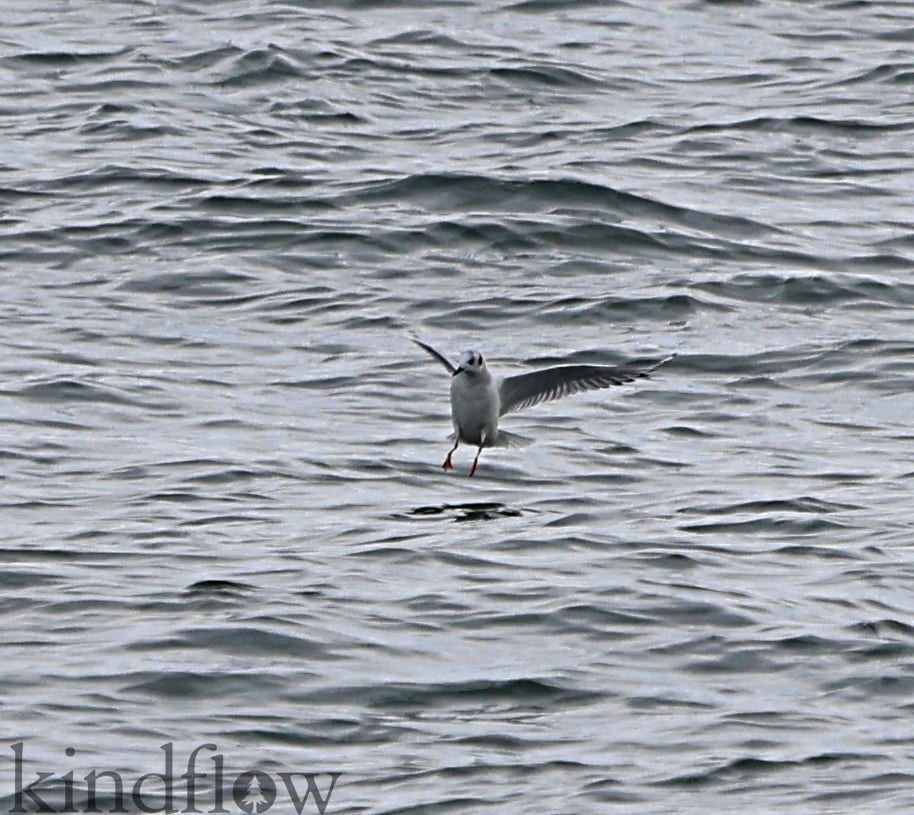 Gaviota de Bonaparte - ML520134281