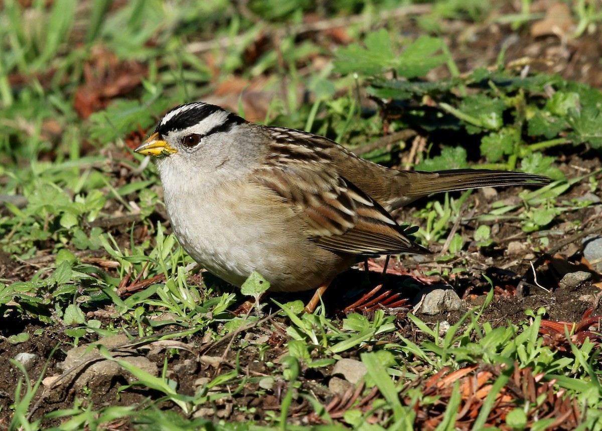 White-crowned Sparrow (pugetensis) - ML520134591