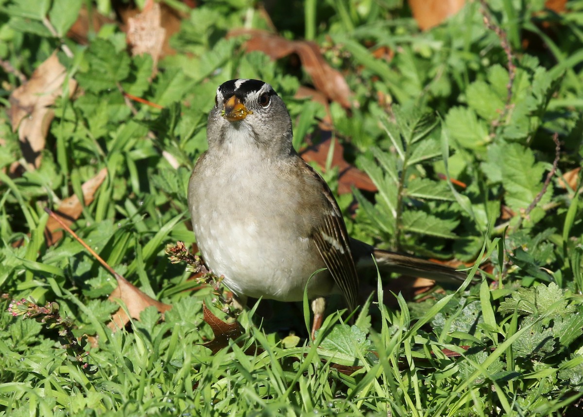 White-crowned Sparrow (pugetensis) - ML520134601