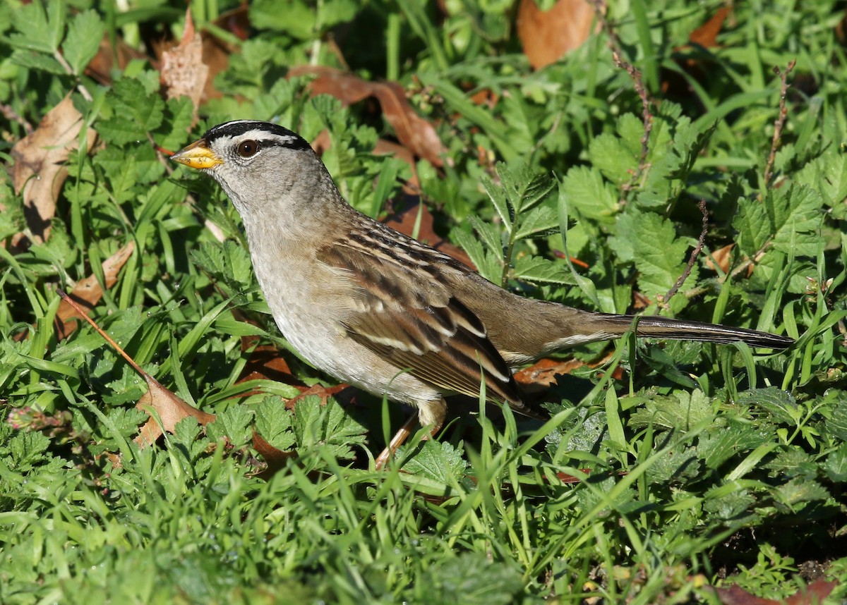 White-crowned Sparrow (pugetensis) - ML520134611