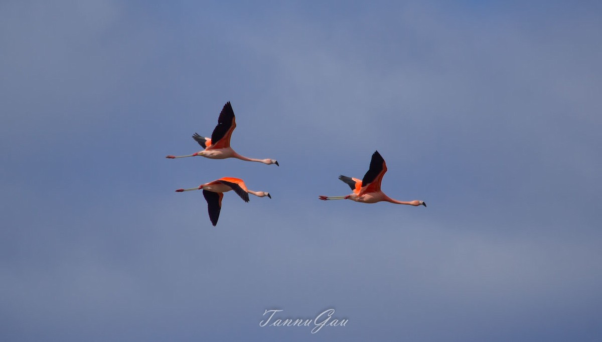 Chilean Flamingo - ML520134721