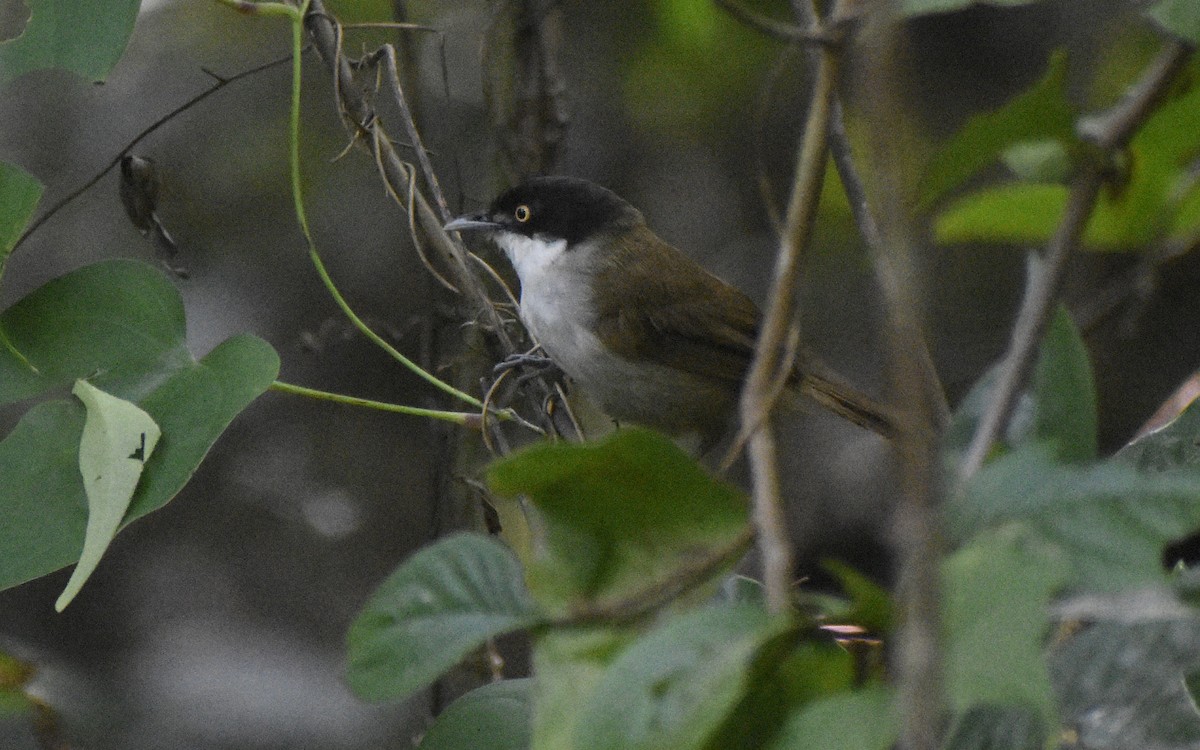 Dark-fronted Babbler - ML520135401